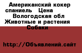 Американский кокер спаниель › Цена ­ 8 500 - Вологодская обл. Животные и растения » Собаки   